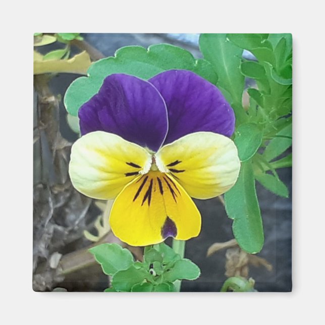 Lila och Gult Pansy Magnet (Framsidan)
