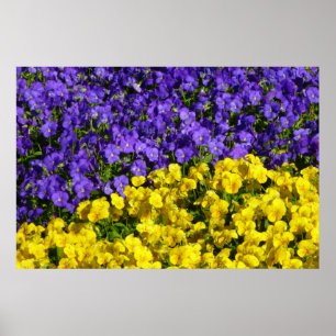 Lila och Gult Violas Colorful Blommigt Poster