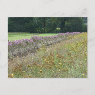 Lila och Gult Wildblommor Fält DIY-vykort Helg Vykort