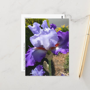 Lila och Lavender Bearded Iris Postcard Vykort