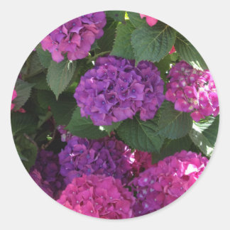 Lila och Magenta Hydrangea Stickers Runt Klistermärke