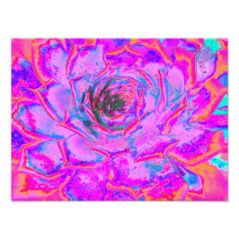 Lila och Magenta Succulent Sedum Rosette Fototryck