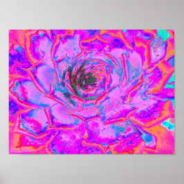 Lila och Magenta Succulent Sedum Rosette Poster