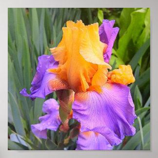 Lila och Orange Bearded Iris Poster
