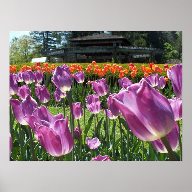 Lila och Orange Tulips Elizabeth Park Gardens Poster (Framsidan)