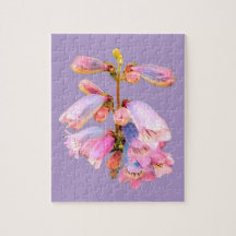Lila och rosa av blommor