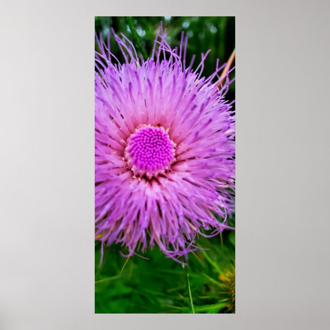 Lila och Rosa Flower Poster (Framsidan)