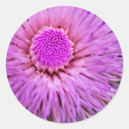Lila och Rosa Flower Runt Klistermärke