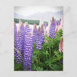 Lila och Rosa Flowers: Lupins @ New Zealand Postc Vykort