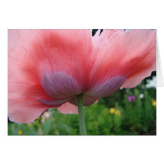 Lila och Rosa OBS Kort