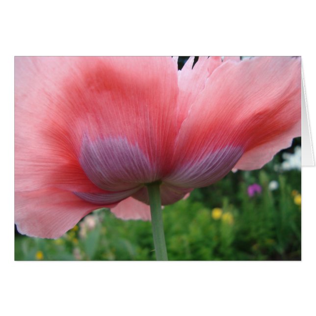 Lila och Rosa OBS Kort (Framsidan Horizontal)