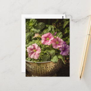 Lila och Rosa Petunias Vykort