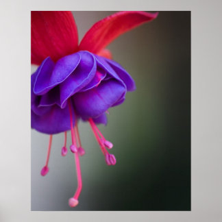 Lila och rött fuchsiskt blomma poster