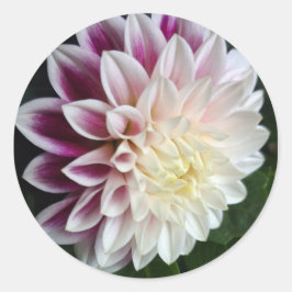 Lila och vit dahlia-klistermärke botanisk bröllop runt klistermärke