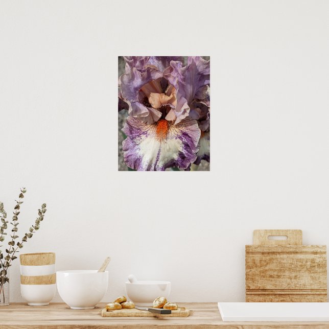 Lila och vit iris med orange skägg blomma poster (Kök)