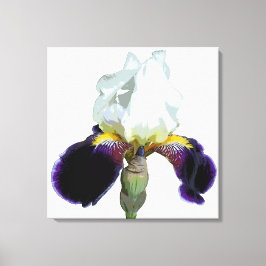 Lila och vit Iris Sträckt Canvas Art