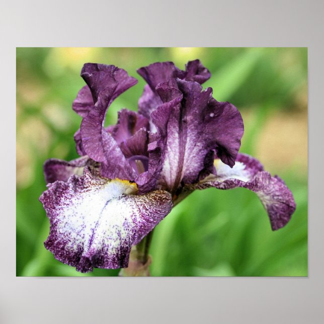 Lila och vit jordad Iris-blomma Poster (Framsidan)