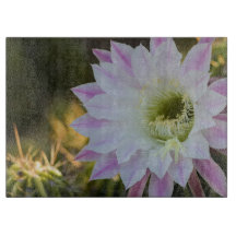 Lila och vit kaktusblomma