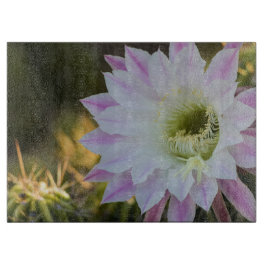 Lila och vit kaktusblomma
