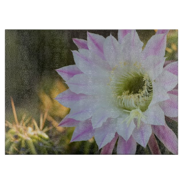 Lila och vit kaktusblomma  (Framsidan)
