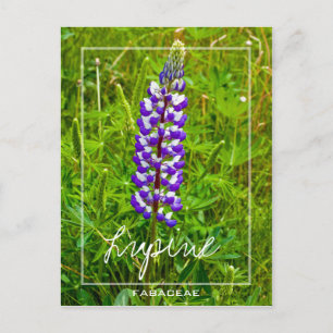 Lila och vit lupin Lupin Lupinus Flower Vykort