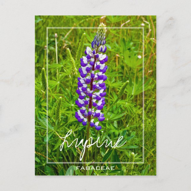 Lila och vit lupin | Lupin | Lupinus Flower Vykort (Framsida)