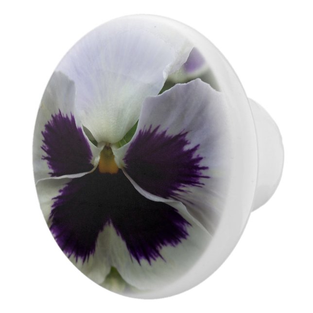 Lila och vit pansa knopp (Höger)