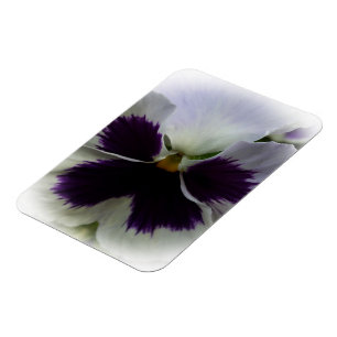 Lila och vit pansa magnet