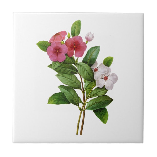 Lila och vit Periwinkle av Redoute Kakelplatta (Framsidan)