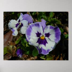 Lila och vita rutor Färgfull Blommigt Poster