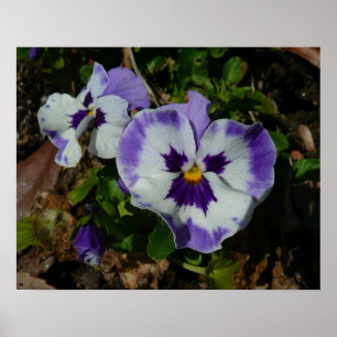 Lila och vita rutor Färgfull Blommigt Poster