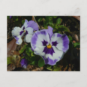 Lila och vita rutor Färgfull Blommigt Vykort