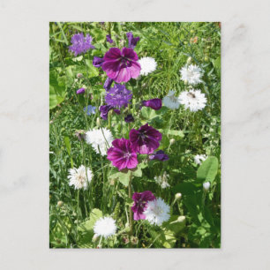Lila och vitblommor (DIY-vykort) Vykort