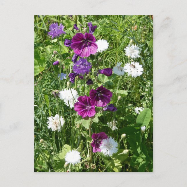 Lila och vitblommor (DIY-vykort) Vykort (Framsida)