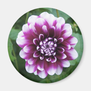 Lila- och vitDahlia Magnet