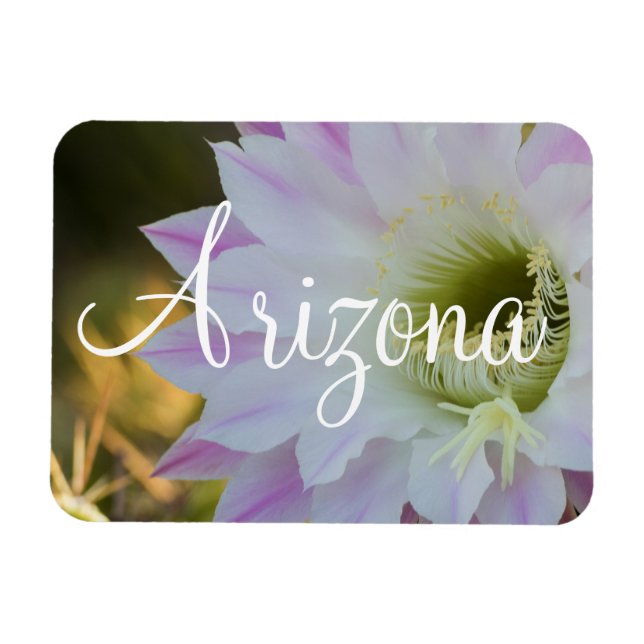 Lila och vitkaktus Flower, Arizona Magnet (Horisontell)