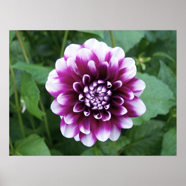 Lila och White Dahlia Poster (Framsidan)