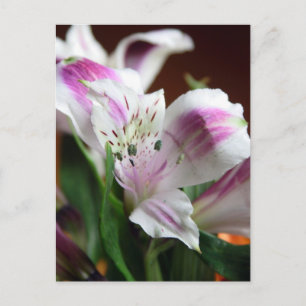 Lila och White Lily Flower vycard Vykort