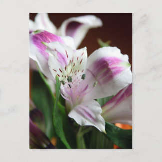 Lila och White Lily Flower vycard Vykort