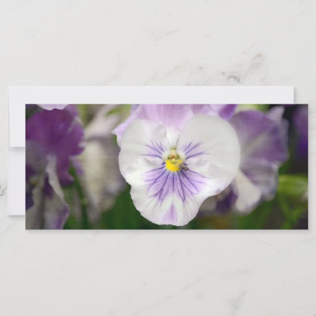 Lila och White Violas av Shirley Taylor (Framsida)
