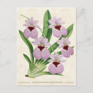 Lila Odontolossum Orchid Vintage Botaniskt Vykort