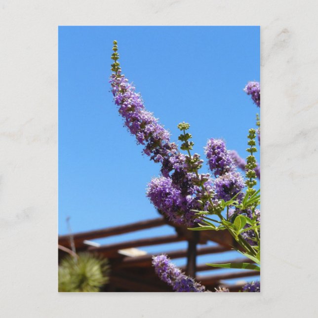 Lila ökenblommor vykort (Framsida)