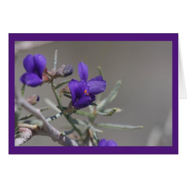 Lila ökenvildblomma hälsningskort (Framsidan Horizontal)