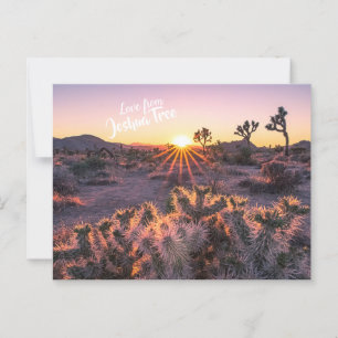 Lila & Orange Cholla Cactus Joshua Träd Sunset Vykort