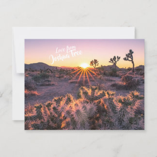 Lila Orange Cholla Cactus Joshua Träd Sunset Vykort