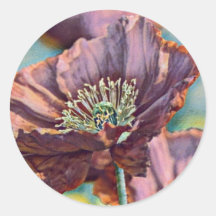 Lila orange: röda vallmoblommor, vattenfärg