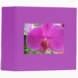lila orchid