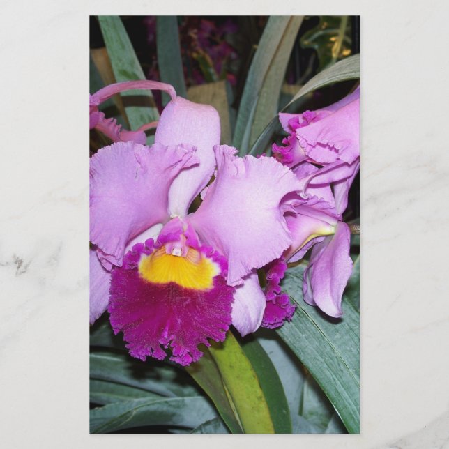 Lila Orchid (Framsida)