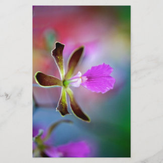 Lila Orchid