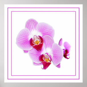 Lila Orchid Closeup Floral Fotografi Poster